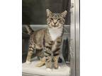 Adopt TIGGER a Domestic Short Hair