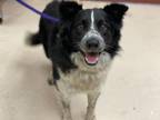 Adopt DIEGO a Border Collie