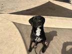 Adopt RILEY a Labrador Retriever