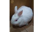 Adopt YOGI a Bunny Rabbit