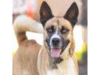 Adopt ALISTOR a Akita, Pit Bull Terrier