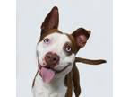 Adopt Bubba a Pit Bull Terrier
