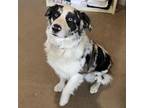 Adopt Panda a Catahoula Leopard Dog, Husky