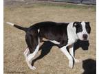 Adopt Tito a Pit Bull Terrier
