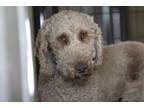 Adopt Boomer a Labrador Retriever, Standard Poodle