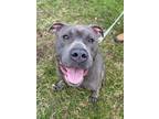 Adopt Mister Meatball a Pit Bull Terrier