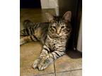 Adopt 19 - Michael - bonded with Pauly a Tabby