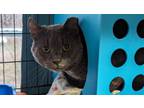 Adopt Tucker a Domestic Short Hair