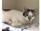 Adopt 117 Melvin a Domestic Short Hair