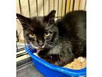 Adopt Sylvester Alex a Domestic Short Hair