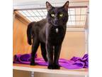 Adopt Lovie Bonded with Little Skinny a Domestic Short Hair