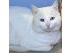 Adopt Dingwall a Domestic Short Hair