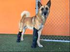 Adopt VICTOR a German Shepherd Dog, Mixed Breed