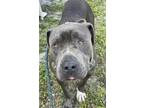 Adopt HORUS a Staffordshire Bull Terrier, Mastiff