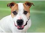 Adopt TROOPER a American Staffordshire Terrier