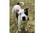 Adopt MJ a American Staffordshire Terrier