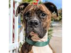 Adopt Arlo a Boxer