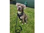 Adopt ROSCO a Pit Bull Terrier