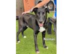 Adopt NORMAN a Labrador Retriever, German Shepherd Dog