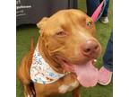 Adopt Spark a Pit Bull Terrier
