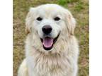 Adopt Baron a Great Pyrenees, Golden Retriever