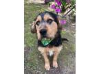 Adopt Hugo a Wirehaired Pointing Griffon, Rottweiler