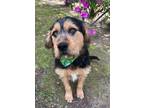 Adopt Hugo a Airedale Terrier, Poodle