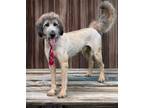 Adopt Casanova a Poodle, German Shepherd Dog