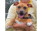 Adopt CJ a Pit Bull Terrier