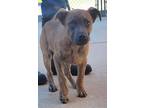 Adopt Gabriel a Mixed Breed, Pit Bull Terrier