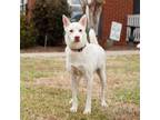 Adopt Polar Bear 12233 a Jindo, Cattle Dog