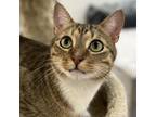 Adopt Dusty a Domestic Short Hair