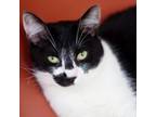 Adopt Mr. Moo a Domestic Short Hair