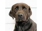 Adopt Hank a Labrador Retriever