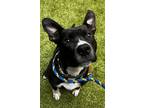 Adopt Mr. Pibb a Pit Bull Terrier, Mixed Breed