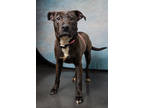 Adopt Turko a Pit Bull Terrier, Mixed Breed