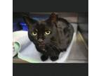 Adopt Soot a Domestic Short Hair