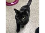 Adopt Chippie a Domestic Short Hair