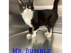 Adopt Mr. Bumble a Domestic Short Hair