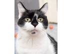 Adopt Pancake bonded with KitKat a Domestic Short Hair