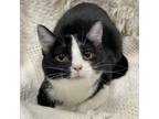 Adopt Harlequin a Domestic Short Hair