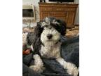 Adopt Leroy a Poodle, Mixed Breed