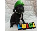 Adopt Luigi a Mixed Breed