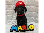 Adopt Mario a Mixed Breed