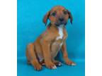 Adopt AJ a Boxer, Mixed Breed