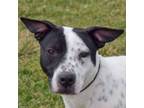 Adopt Domino a Cattle Dog, American Staffordshire Terrier