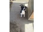 Adopt crowley a Labrador Retriever, Border Collie