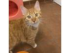 Adopt Crush a Domestic Short Hair