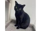 Adopt Ollie a Domestic Short Hair