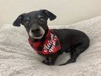 Adopt Joey a Dachshund